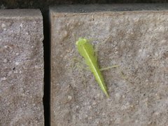 Tropidomantis