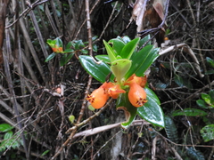Nematanthus gregarius