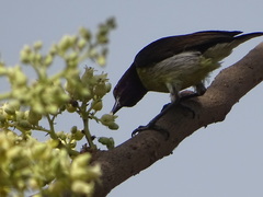 Leptocoma zeylonica