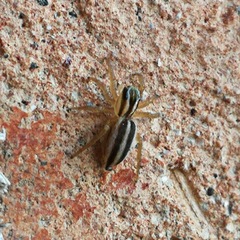 Phlegra bresnieri