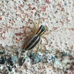 Phlegra bresnieri