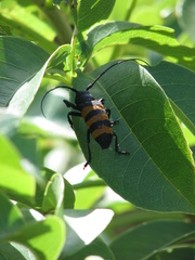 Diastocera trifasciata