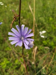 Cichorium intybus
