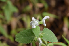 Leucas decemdentata