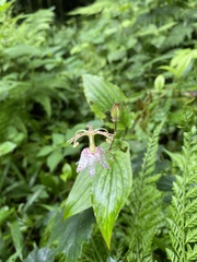 Tricyrtis macropoda