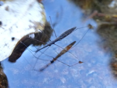 Hydrometra stagnorum