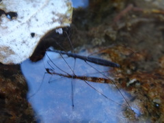 Hydrometra stagnorum