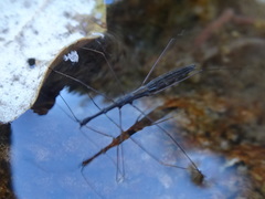 Hydrometra stagnorum