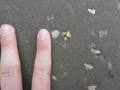 Araniella cucurbitina