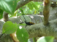 Diastocera trifasciata