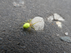Araniella cucurbitina