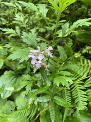 Stachys aspera hispidula