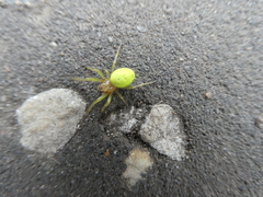 Araniella cucurbitina
