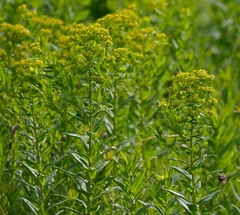 Euphorbia lucida