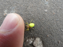 Araniella cucurbitina