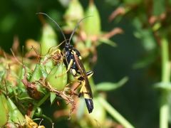Ichneumon xanthorius