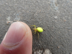 Araniella cucurbitina