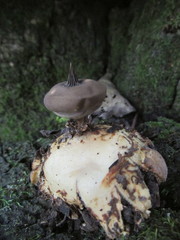 Geastrum pectinatum