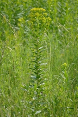 Euphorbia lucida