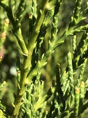 Widdringtonia nodiflora