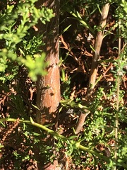 Widdringtonia nodiflora