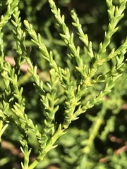 Widdringtonia nodiflora