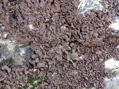 Dermatocarpon luridum