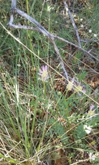 Astragalus laxmannii