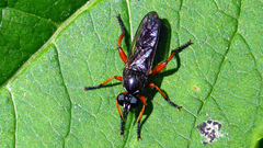 Laphria sadales