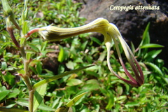 Ceropegia attenuata