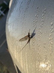 Hexagenia