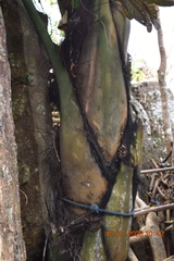 Arenga pinnata