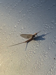Hexagenia
