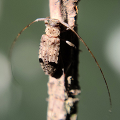 Hyperplatys maculatus