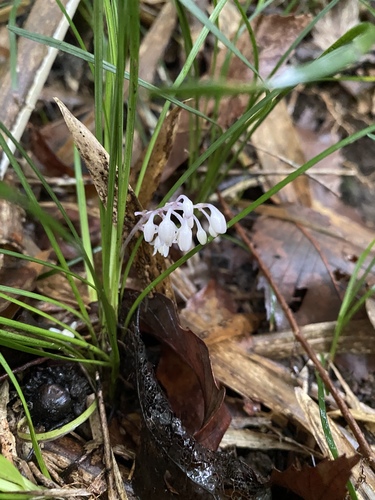 Ophiopogon japonicus iNat (1)