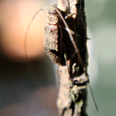 Hyperplatys maculatus