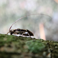 Hyperplatys maculatus