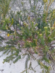 Phyllota phylicoides