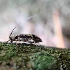 Hyperplatys maculatus