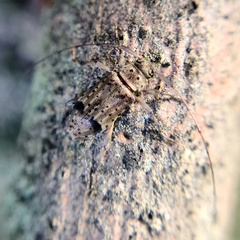 Hyperplatys maculatus