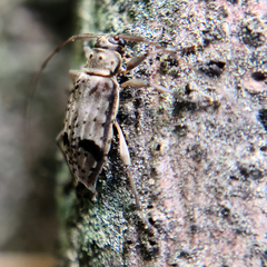 Hyperplatys maculatus