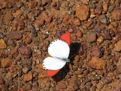 Colotis danae eupompe