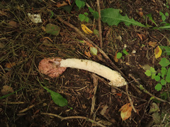 Phallus hadriani