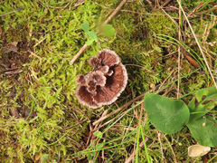 Thelephora caryophyllea