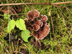 Thelephora caryophyllea
