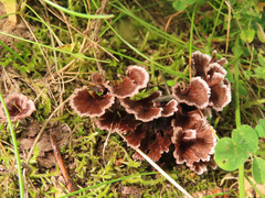 Thelephora caryophyllea
