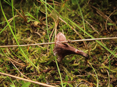 Thelephora caryophyllea