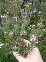 Grevillea sphacelata