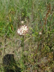 Allium