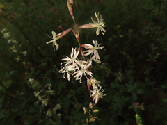 Silene tatarica